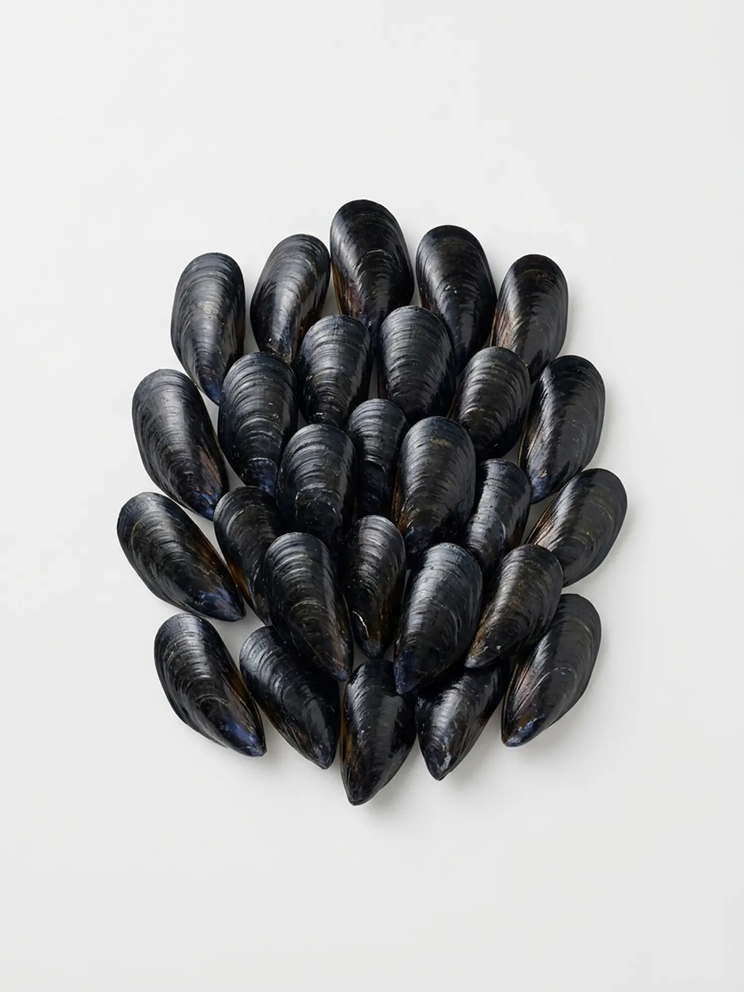 Premium Fresh Black Mussels – প্রিমিয়াম ফ্রেশ ব্ল্যাক মাশেলস (সি কোয়ালিটি)