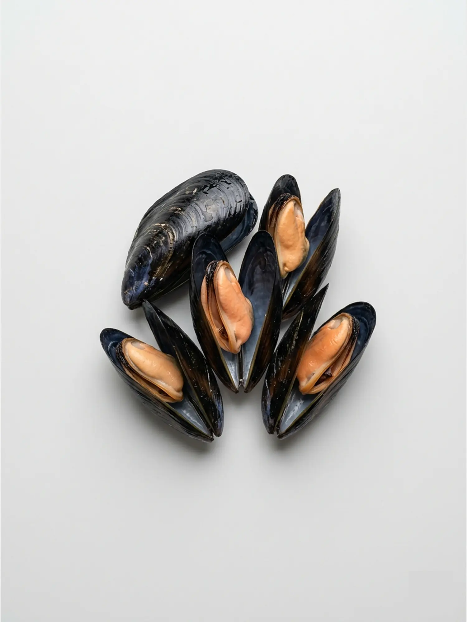 Premium Fresh Black Mussels – প্রিমিয়াম ফ্রেশ ব্ল্যাক মাশেলস (সি কোয়ালিটি)