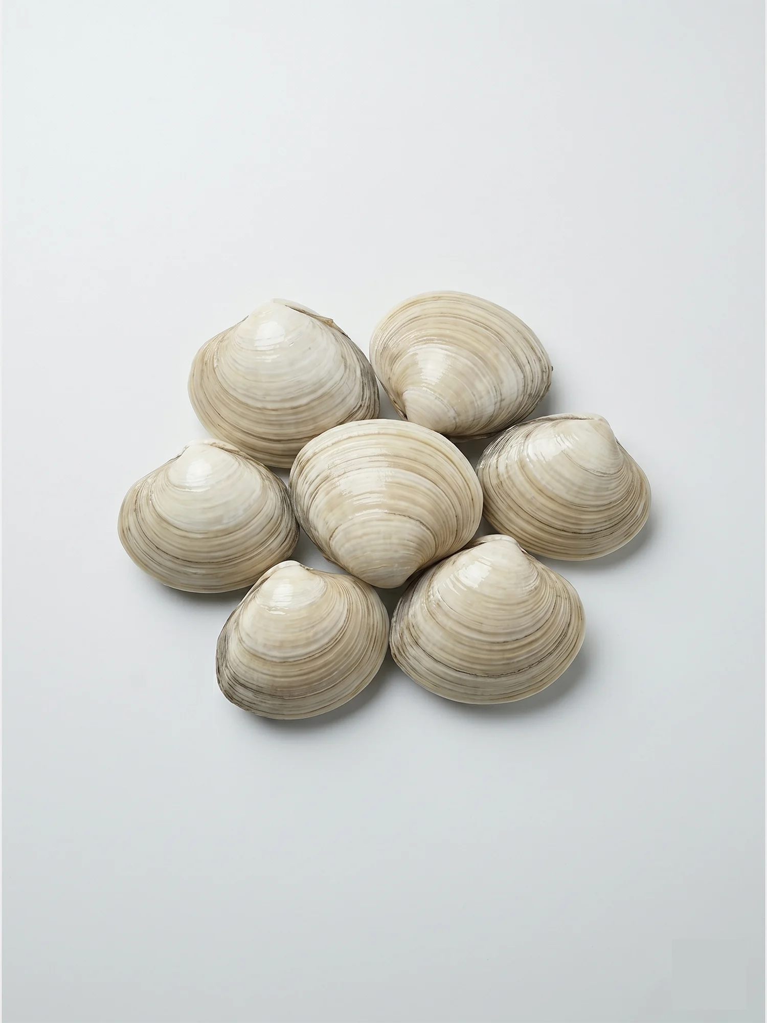 Fresh Clams (15-20 pcs per kg) – ফ্রেশ ক্ল্যামস (প্রতি কেজি ১৫-২০ পিস)