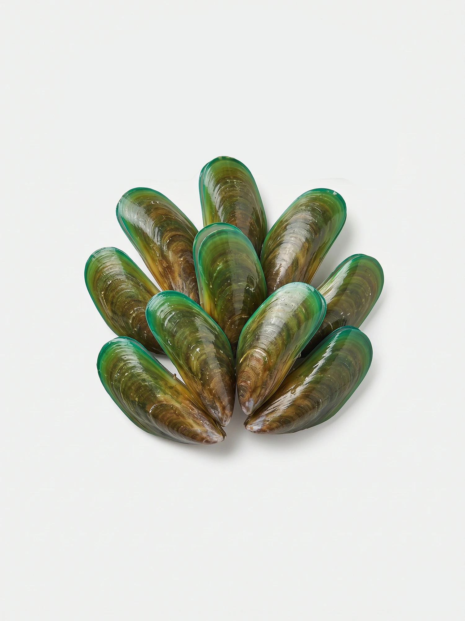 Green Mussels (20-25 pcs per kg) – গ্রিন মাশেলস (প্রতি কেজিতে ২০-২৫ পিস)