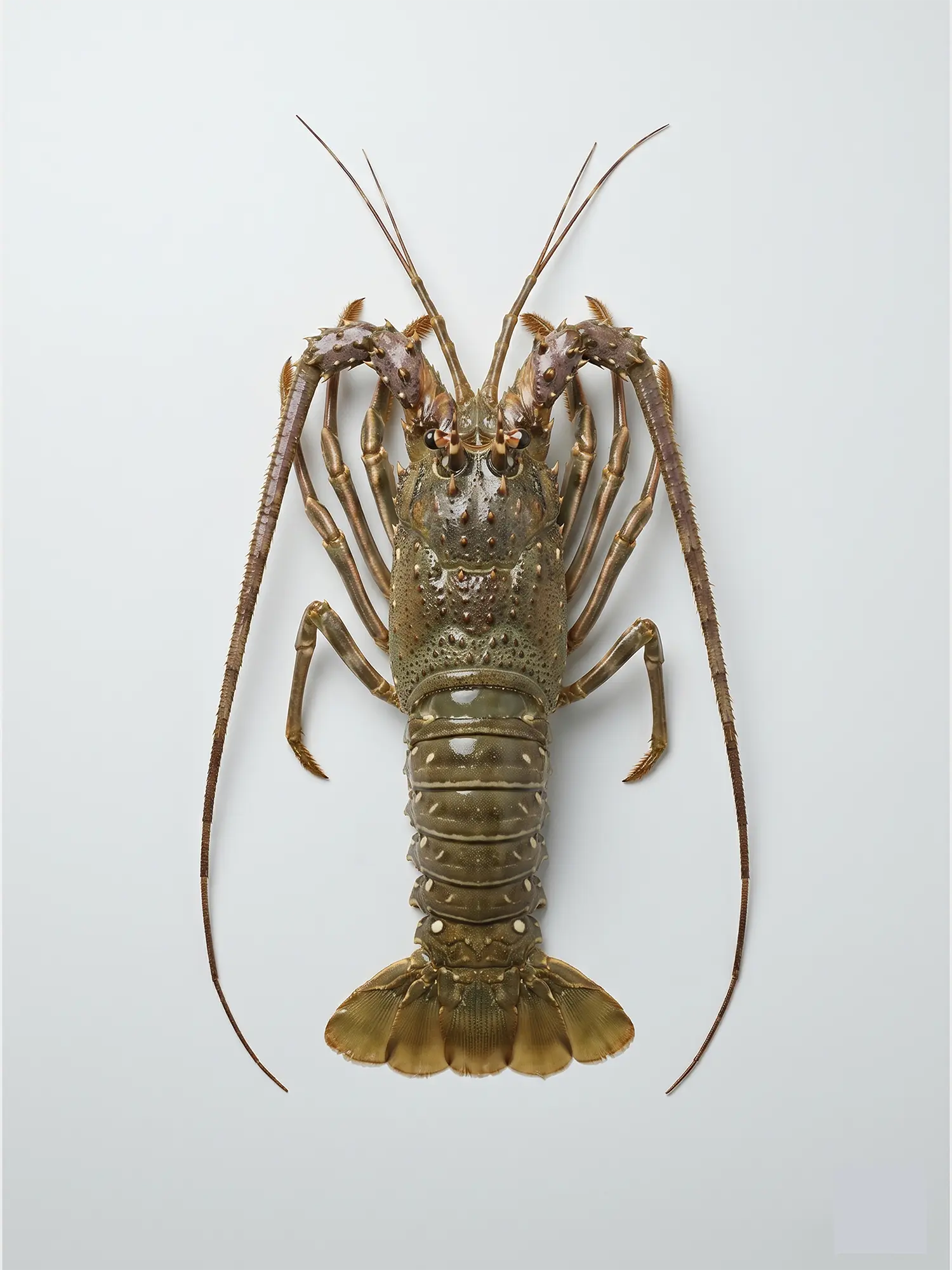 Fresh large Lobster (2-3 pcs per kg) – ফ্রেশ বড় লবস্টার (প্রতি কেজিতে ২-৩ পিস)