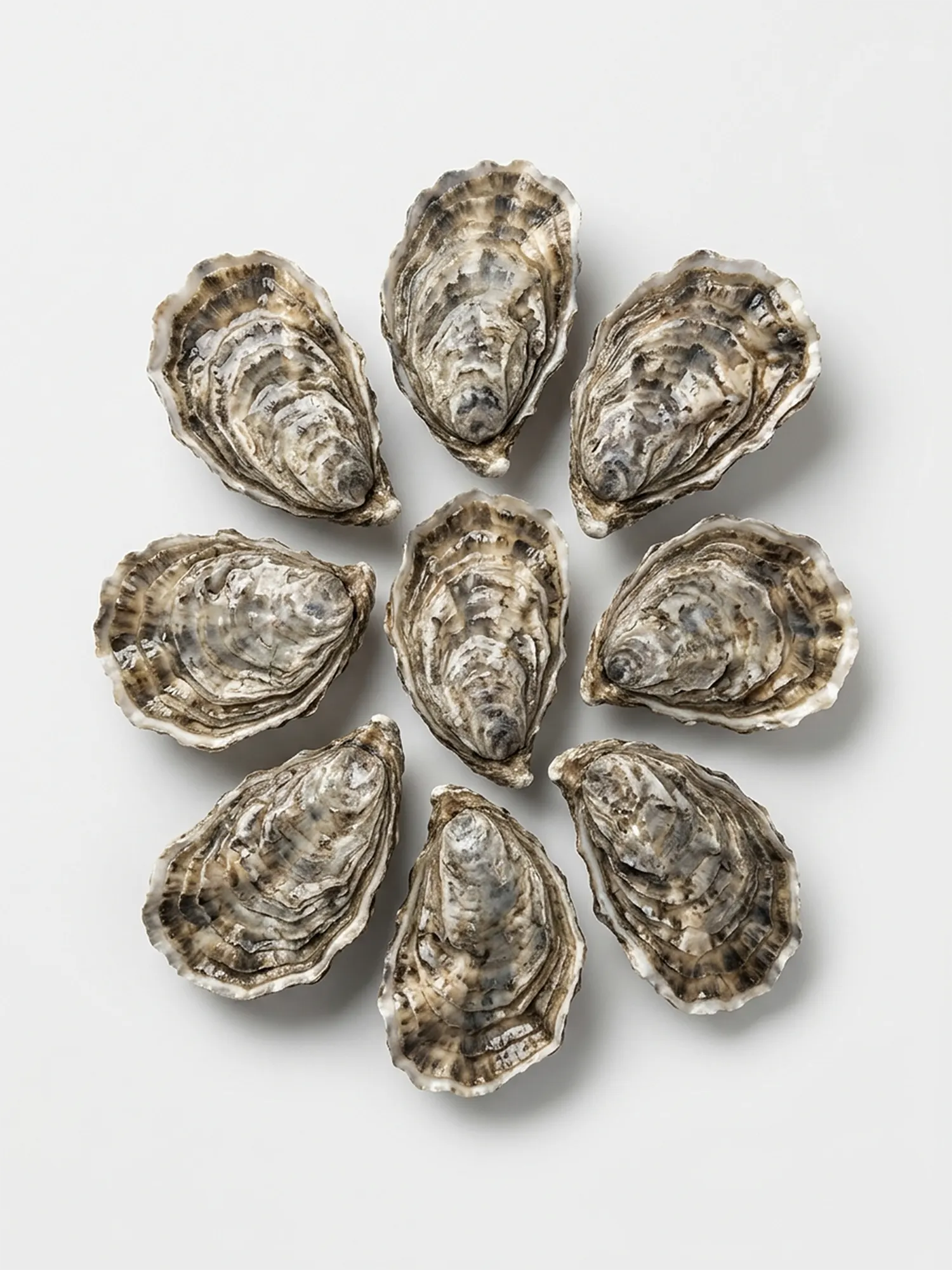 Fresh Oysters (2-5 pcs per kg) – ফ্রেশ অয়েস্টার (প্রতি কেজি ২-৫ পিস)