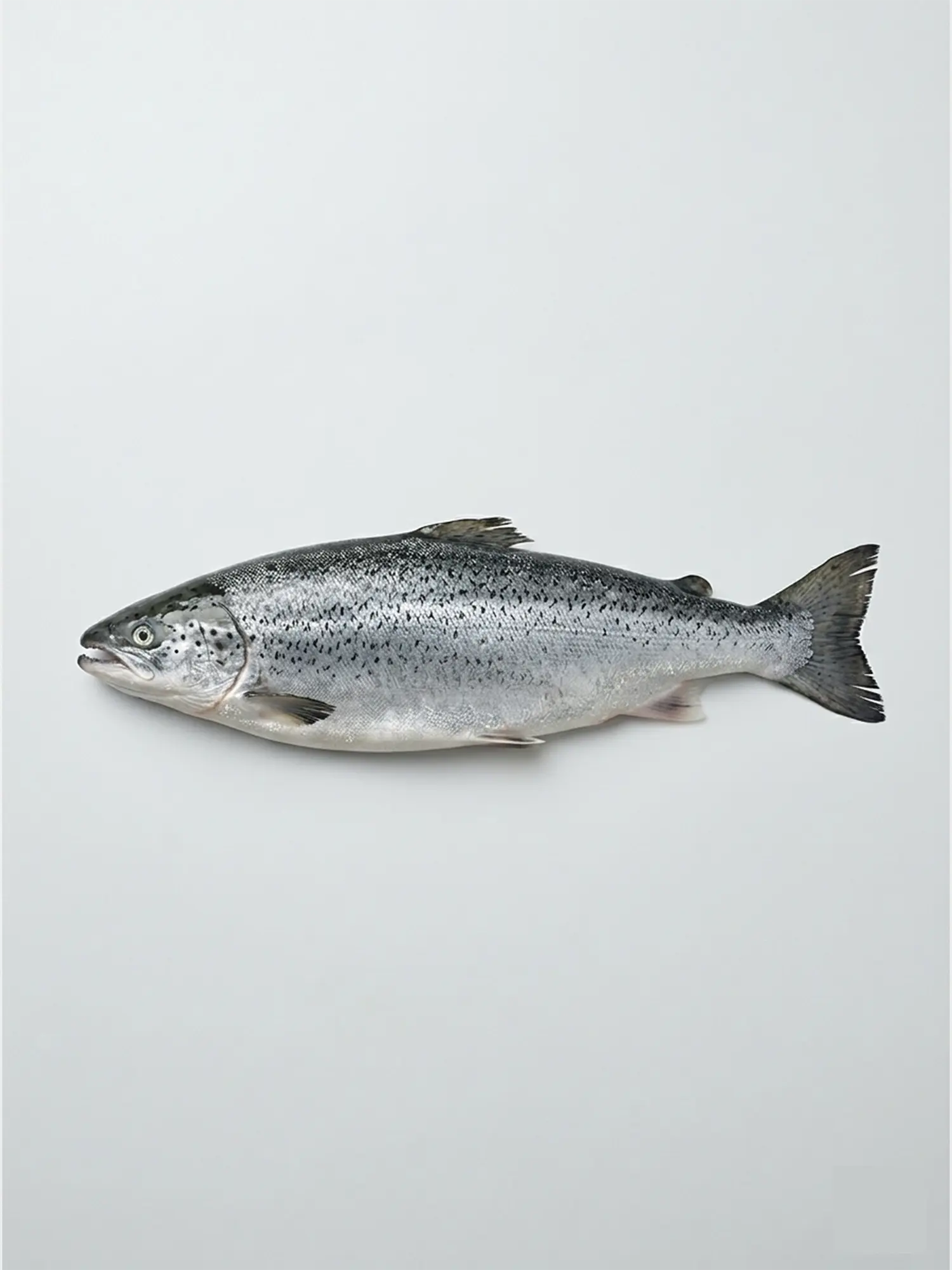Indian salmon (1-3 kg each) - ইন্ডিয়ান সেলমন (প্রতি পিস ১-৩ কেজি)