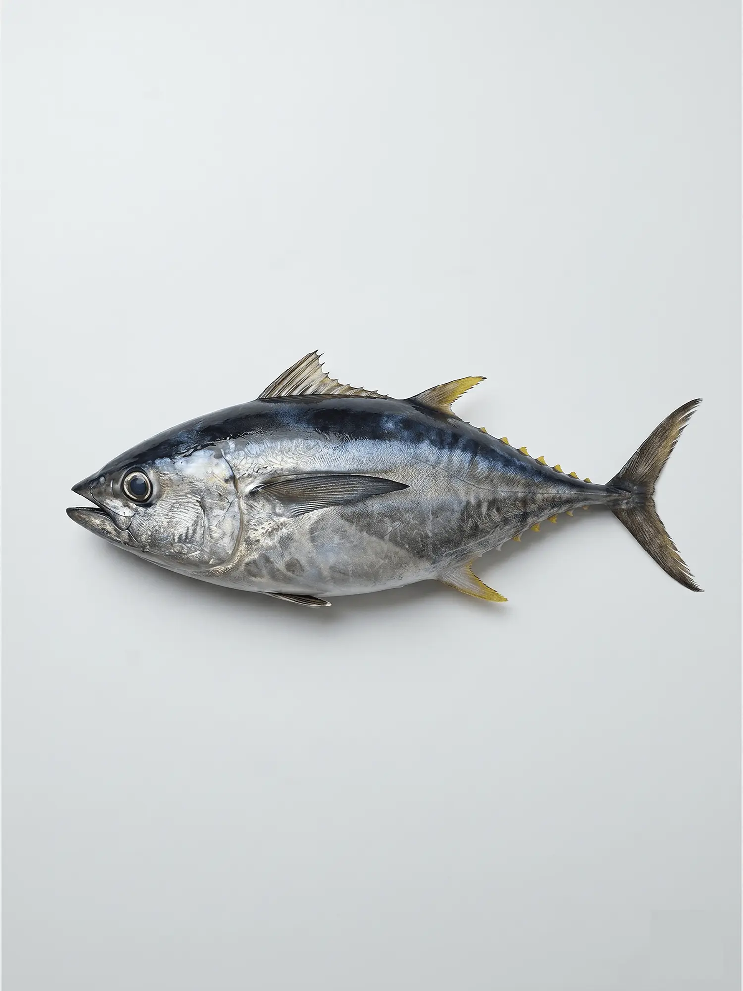 Medium Tuna Fish (1-3 pcs per kg) – মিডিয়াম টুনা মাছ (প্রতি কেজিতে ১-৩ কেজি)